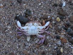 Danielethus crenulatus