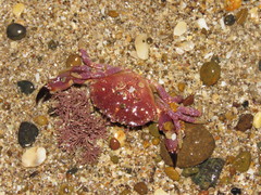 Danielethus crenulatus