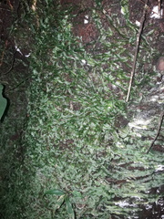 Pallavicinia