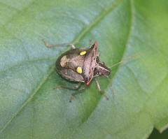 Eysarcoris rosaceus