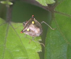 Eysarcoris rosaceus