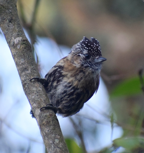 Mottled Piculet (Picumnus nebulosus), photo 1