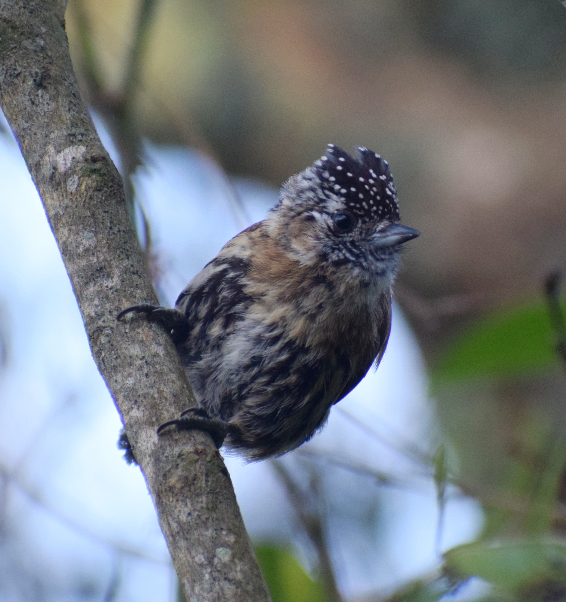 Mottled Piculet (Picumnus nebulosus), photo 1