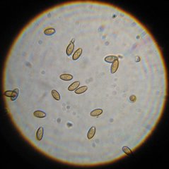 Psilocybe cyanofibrillosa