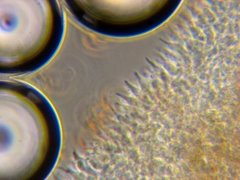 Psilocybe cyanofibrillosa