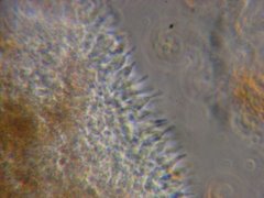 Psilocybe cyanofibrillosa