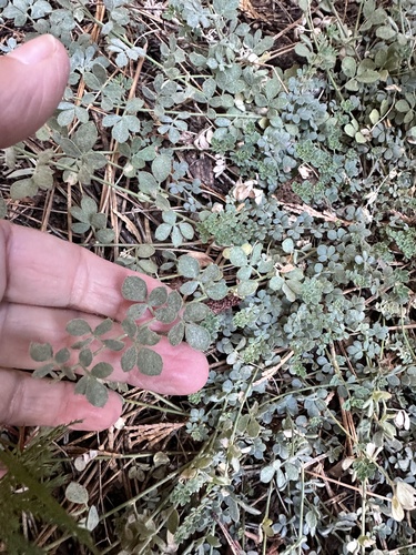 Sierra Lotus (Acmispon decumbens)