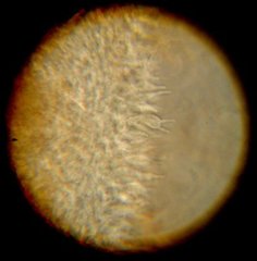 Psilocybe cyanofibrillosa