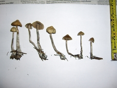 Psilocybe cyanofibrillosa