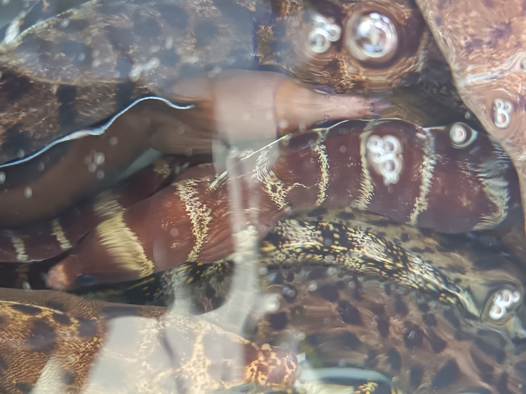 Barred moray