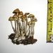 Psilocybe cyanofibrillosa - Photo (c) Alan Rockefeller, algunos derechos reservados (CC BY), subido por Alan Rockefeller