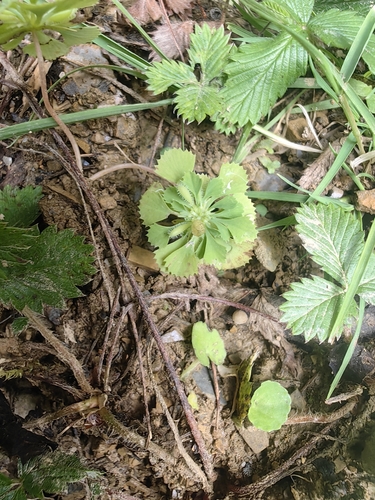 Circaeaster agrestis