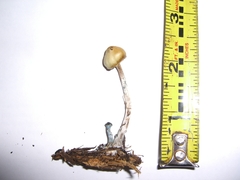 Psilocybe cyanofibrillosa