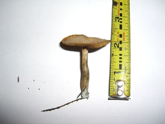 Psilocybe cyanofibrillosa