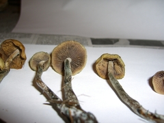 Psilocybe cyanofibrillosa