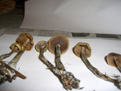 Psilocybe cyanofibrillosa