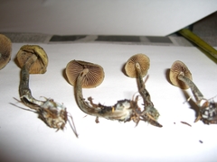Psilocybe cyanofibrillosa