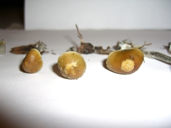 Psilocybe cyanofibrillosa