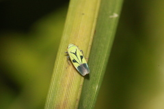 Nephotettix nigropictus