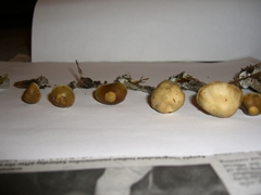 Psilocybe cyanofibrillosa
