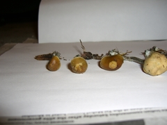 Psilocybe cyanofibrillosa