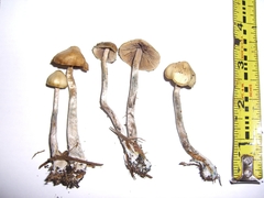 Psilocybe cyanofibrillosa