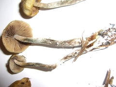 Psilocybe cyanofibrillosa