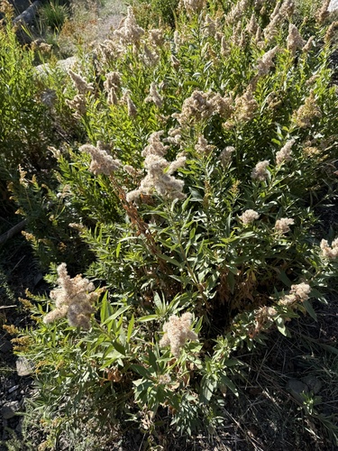 west coast Canada goldenrod (Solidago elongata)