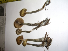 Psilocybe cyanofibrillosa