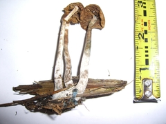 Psilocybe cyanofibrillosa