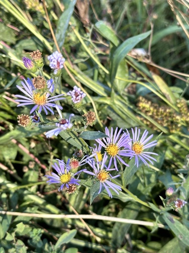 western mountain aster (Symphyotrichum spathulatum)