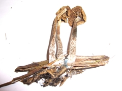 Psilocybe cyanofibrillosa