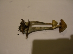 Psilocybe cyanofibrillosa