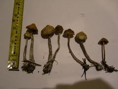 Psilocybe cyanofibrillosa