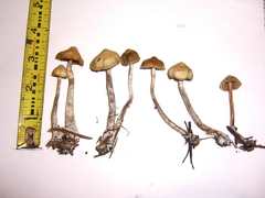 Psilocybe cyanofibrillosa
