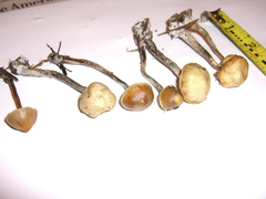 Psilocybe cyanofibrillosa