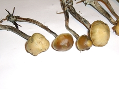 Psilocybe cyanofibrillosa