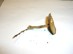 Psilocybe cyanofibrillosa