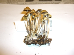 Psilocybe cyanofibrillosa