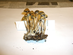 Psilocybe cyanofibrillosa