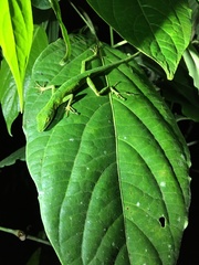 Anolis gemmosus