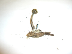 Psilocybe cyanofibrillosa