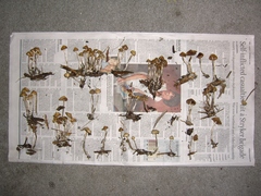 Psilocybe cyanofibrillosa