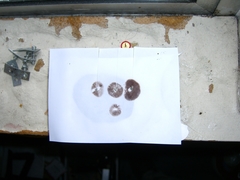 Psilocybe cyanofibrillosa