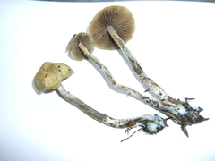 Psilocybe cyanofibrillosa