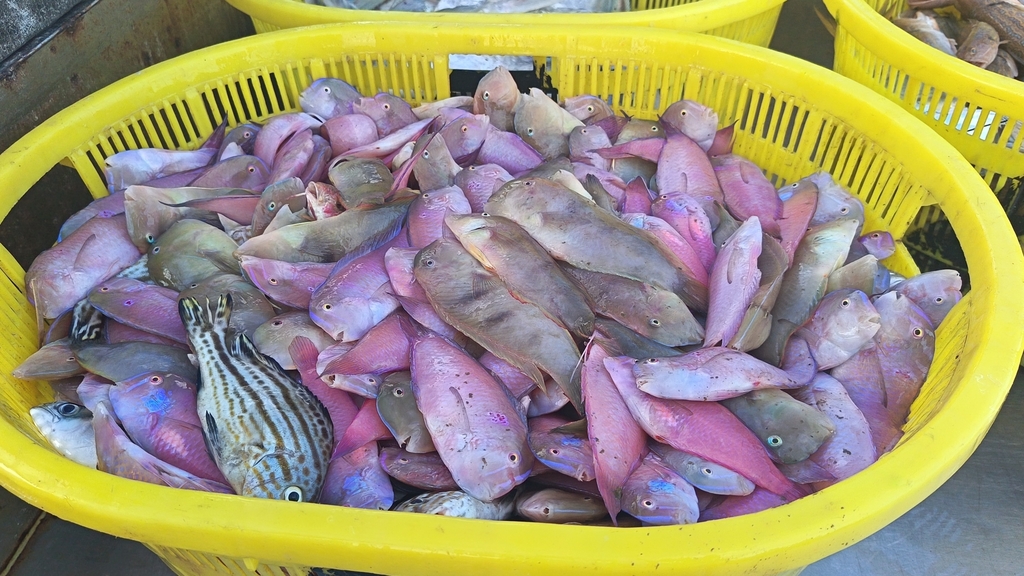 Verren's razorfish (Iniistius verrens) — Labridae
