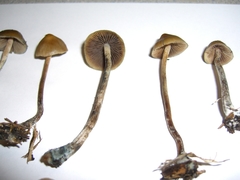 Psilocybe cyanofibrillosa