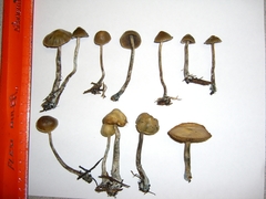 Psilocybe cyanofibrillosa