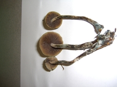Psilocybe cyanofibrillosa