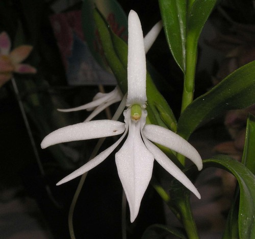 Jumellea